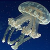 Пятнашки: Медуза (White jellyfish slide puzzle)