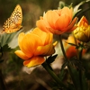 Пазл: Цветы и бабочка (Jigsaw: Flowers And Butterfly)