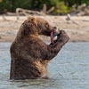 Пазл: Бурый медведь 2 (Brown Bear)