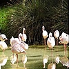 Пятнашки: Фламинго (White flamingos slide puzzle)