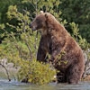 Пазл: Бурый медведь (Brown Bear)
