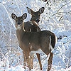 Пазл: Снег и олени (Snow and deers slide puzzle)