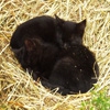 Пазл: Спящие кошки (Jigsaw: Kittens Sleeping)