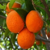 Пазл: Апельсины (Jigsaw: Oranges)