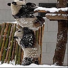 Пятнашки: Панды (Snow and pandas slide puzzle)