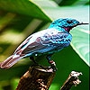 Пятнашки: Птичка (Alone blue bird slide puzzle)