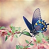 Пятнашки: Голубая бабочка (Blue butterfly slide puzzle)