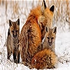 Пятнашки: Лисы (Fox family slide puzzle)