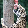 Пазл: Голодный леопард (Jigsaw: Hungry Leopard)