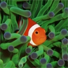 Пазл: Немо среди коралловых рифов (Nemo Among The Coral Reef)