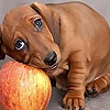 Пазл: Собака на яблоке  (Dog and apple puzzle)
