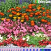 Поиск сердец: Цветочный сад (Hidden Hearts - Flower Garden)