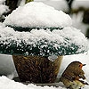Пазл: Маленькая птичка (Little bird and snow puzzle)