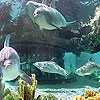 Пятнашки: Дельфины в океане (Ocean and dolphins slide puzzle)