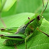 Пятнашки: Зеленый кузнечик (Green grasshopper slide puzzle)