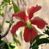 Пазл: Красный цветок (Jigsaw: Pale Red Flower)
