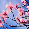 Пазл: Весна в саду (Jigsaw: Spring Tree)