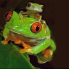 Пятнашки: Зеленые лягушки (Cute green frogs slide puzzle)