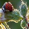 Пятнашки: Божья коровка (Alone ladybug slide puzzle)