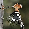 Передвижной пазл: птичка (Woodpecker family slide puzzle)