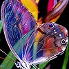 Пазл: Бабочка (Cute colorful butterfly puzzle)