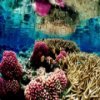 Пазл: Коралы (Coral Reef Jigsaw)
