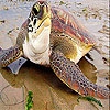 Пятнашки: Морская черепаха 3 (Big sea turtle slide puzzle)