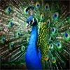 Пазл: Красивый павлин (Beautiful Peacock)
