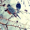 Пятнашки: Птицы (Seed birds slide puzzle)