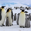Пятнашки: Императорские пингвины (Emperor Penguins)