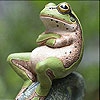 Пятнашки: Лягушка (Sweet green frog slide puzzle)
