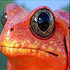Пятнашки: Оранжевая лягушка (Orange frog slide puzzle)