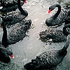 Пятнашки: Черные лебеди (Black swans family slide puzzle)