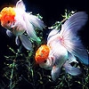 Пятнашки: Рыбки (Orange  fishes slide puzzle)