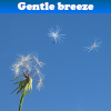 Пять отличий: Одуванчик (Gentle breeze 5 Differences)