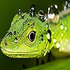 Пазл: Ящерица (Green lizard puzzle)