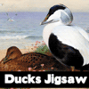 Пазл: Утка (Ducks Jigsaw)