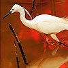 Пазл: Птица на красном озере (Bird and red lake puzzle)