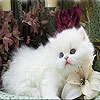 Пятнашки: Белый котенок (Sweet white cat slide puzzle)