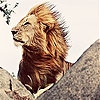 Пятнашки: Король-Лев (Big king lion slide puzzle)