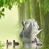 Пазл: Прекрасные утки (Beautiful ducks on the lake puzzle)