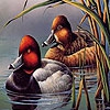 Поиск чисел: Утки (Fabulous ducks hidden numbers)