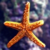 Пазл: Морская звезда (Jigsaw: Star Fish)