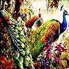 Пятнашки: Сказочный павлин (Dream peacocks slide puzzle)