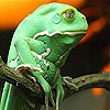 Пятнашки: Тропическая лягушка (Tropical frog slide puzzle)