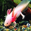 Пазл: Рыбка рамми (Pink rummy fish puzzle)