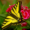 Пазл: Бабочки (Butterfly Jigsaw)