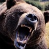 Пазл: Медведи (Bear Jigsaw)