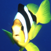 Пазл: Тропические птички (Tropical Fish Jigsaw)