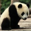 Пазл: Панды 2 (Panda Jigsaw)